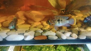 Акара удивили метанием икры.