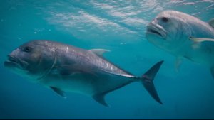 КАРАНКСЫ В ДЕЛЕ! Ненасытные подводные бандиты, нападающие на птиц !