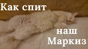 Как спит наш Маркиз