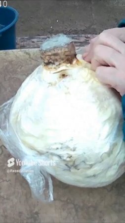 Апрель - своя капуста из погреба. Лучший способ хранения.