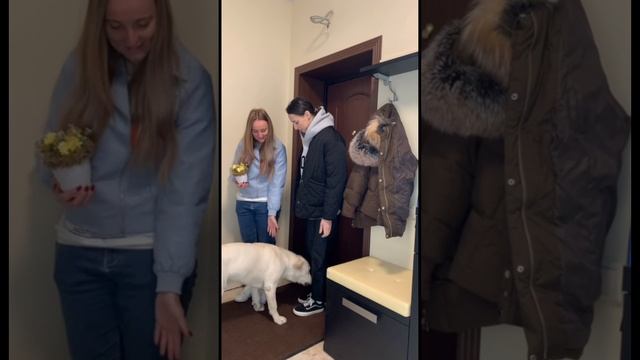 Прогулка с собакой больше стресс, чем радость?😤
