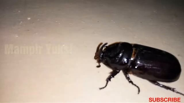 Inilah Kumbang Tanduk Serangga Yang Mulai Langka