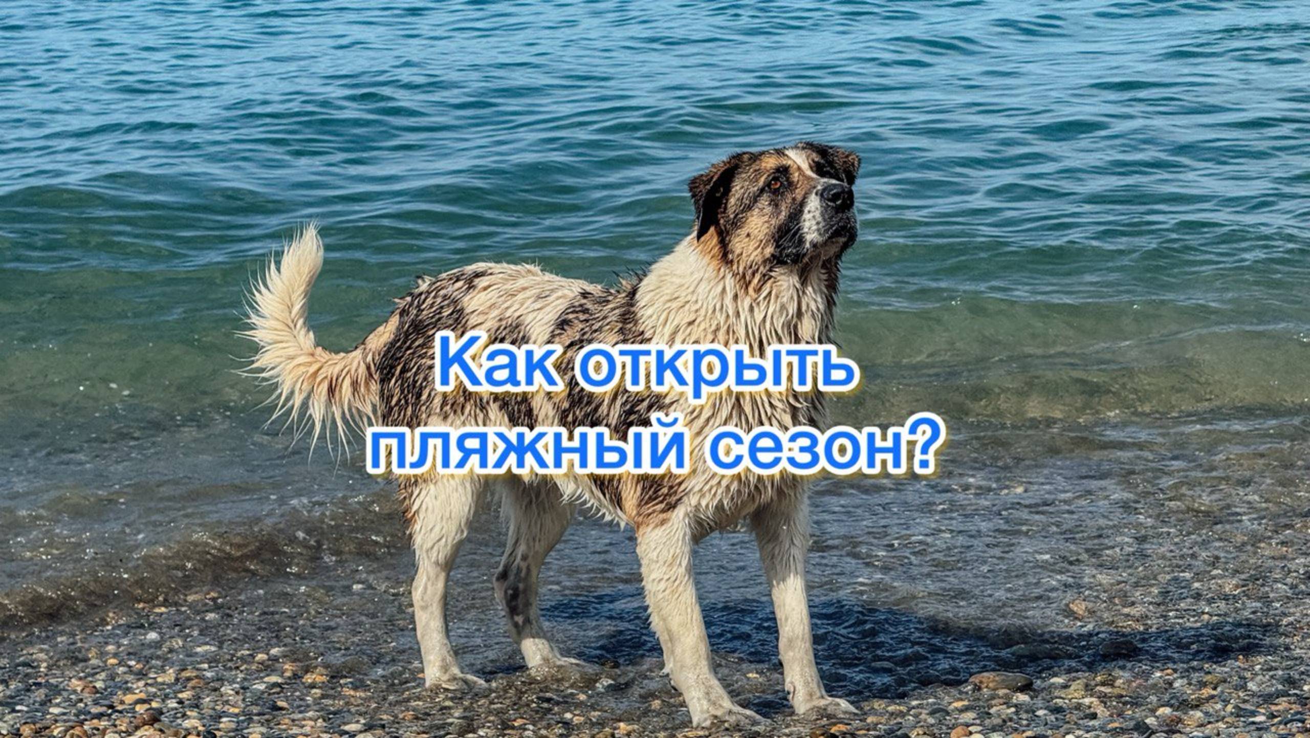 Пляжный Сезон Открыт! Как Пес Стал Звездой за 1 день! смотреть онлайн