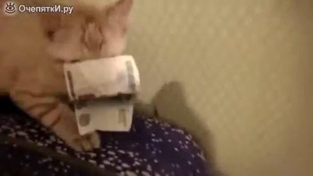 Котёнок стырил тысячу рублей смотреть онлайн