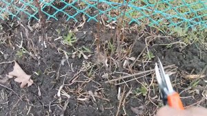 Обрезка и обработка кизильника. Первый год посадки.