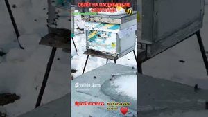 ОБЛЁТ на ПАСЕКЕ после снегопада! #pereborovobee #пчеловодство #пасека #улей #весна #мёд #погода