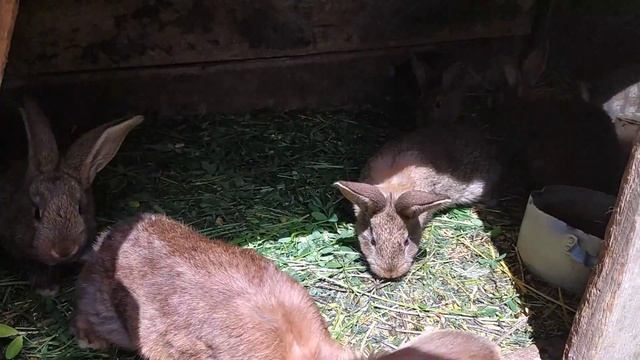 Сельские новости //Жизнь в деревне!!!