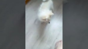 Гипноз собаки