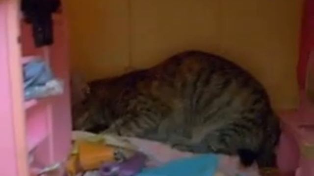 Кошка обживает кукольный домик. смотреть онлайн