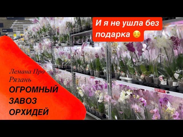 ОГРОМНЫЙ ЗАВОЗ! ОБЗОР ОРХИДЕЙ Лемана Про Рязань #новыеорхидеи #орхидеиуход #обзорорхидей #орхидеи
