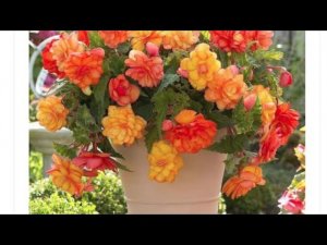 Оазис красоты в одной посылке: новейшие сорта георгинов, бегоний и лилий