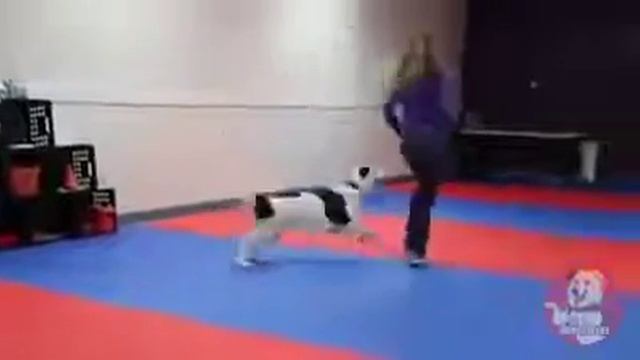 Очень крутая собака смотреть онлайн