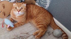 Кошка Тима не хочет отдавать игрушку коту Стёпе