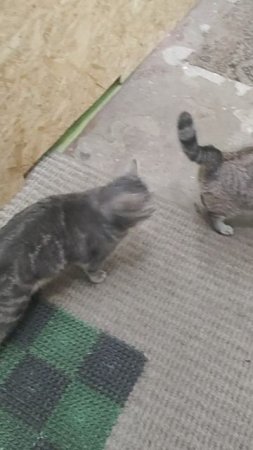 Кот и кошка здороваются))😀👍