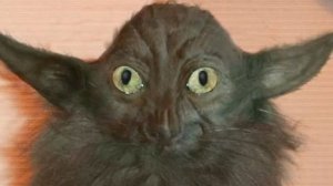Кот боец