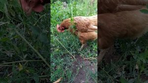 Песня про курицу