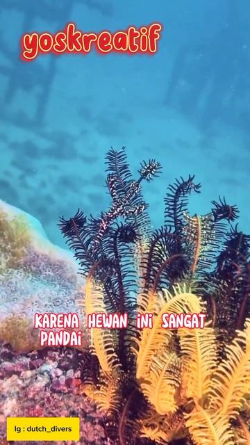 Ikan Hantu PipeFish #shorts #viral #fyp #yoskreatif #hewanlaut #pipefish #ghostfish #hewanunik