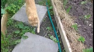 Переделала все грядки в огороде. Показываю, что получилось