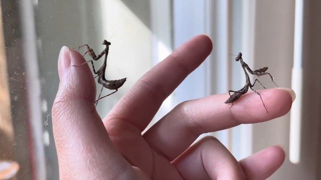 Budwing Mantis (Parasphendale Affinis) смотреть онлайн