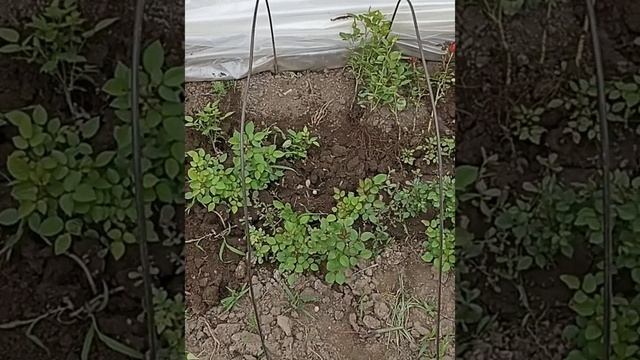 укорененные розы,пришла медведка и другие дела.