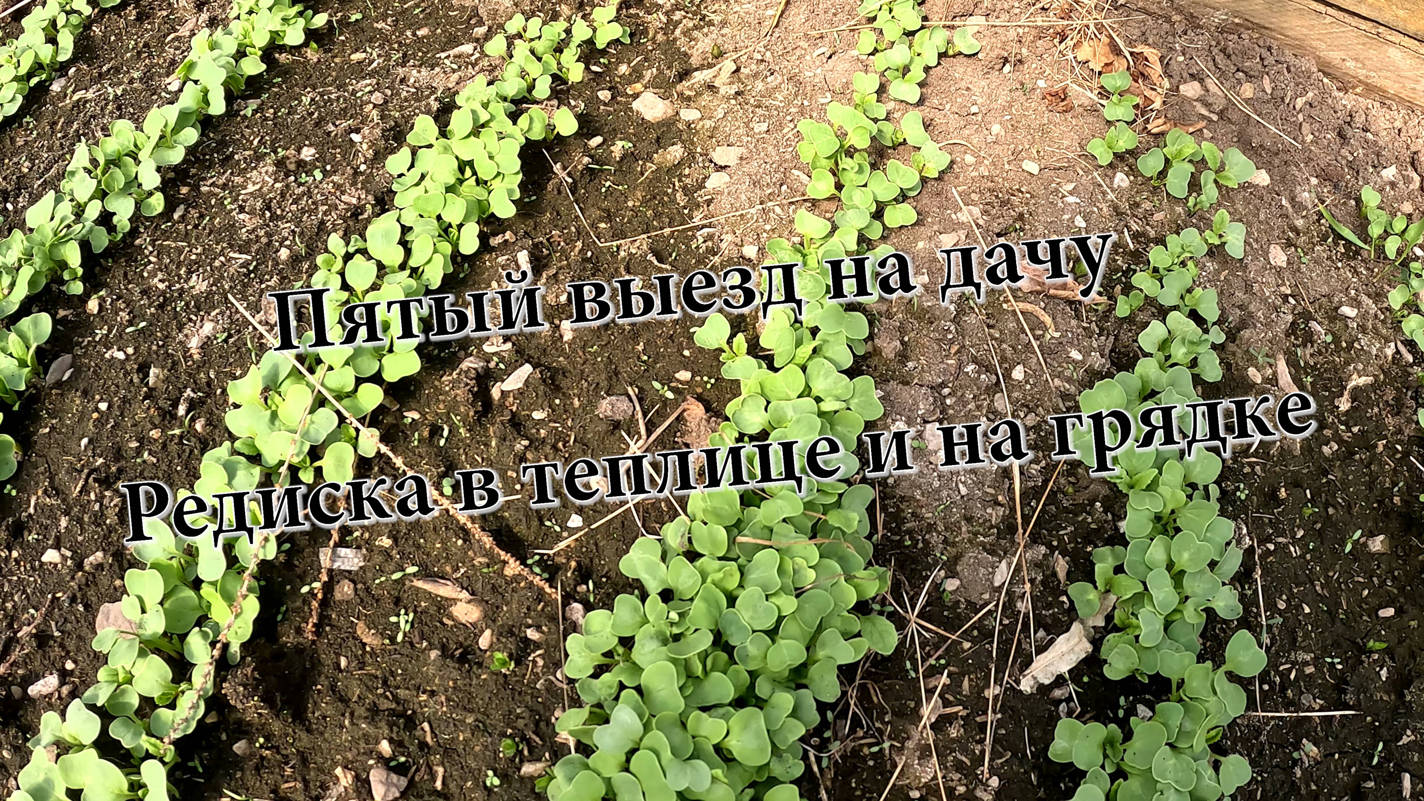 Редиска в теплице и на грядке. Пятый выезд на дачу.