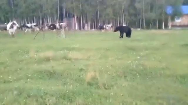 Медведь - пастух. смотреть онлайн