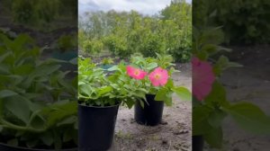 Петуния Изи Вейв Роузи Дон