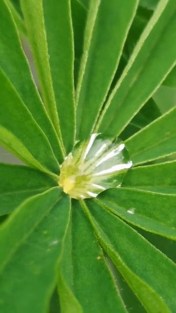 water drops on plant 💦🌿 @relax #rain #plants #nature #afterrain #subscribe