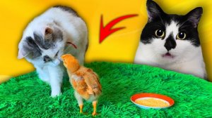 ЦЫПЛЕНОК и КОТ МАЛЫШ ПЕРВОЕ ЗНАКОМСТВО! ПЕТУШОК или КУРОЧКА КАК РАСТЕТ ЦЫПА | А ну-ка давай-ка