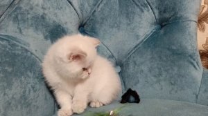 Шотландский котенок Белый поинт