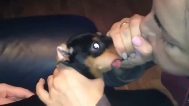 Как правильно дуть в собаку смотреть онлайн