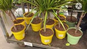 Обзор орхидей Рязань Леруа Мерлен декабрь 2024 ЛеманоПро #обзорорхидей #обзорорхидейрязань #леруацве