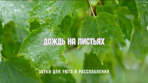 🌧️ Мягкий дождь по листьям — 3 часа звуков природы для сна и расслабления