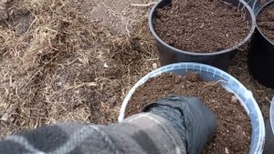 12 апреля 2025 год. Дела тепличные.