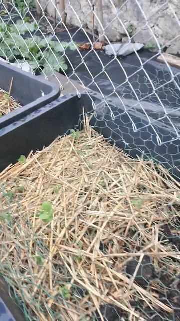 Anti-limace vraiment efficace et gratuit ! смотреть онлайн