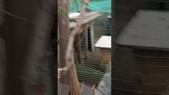 осеннюю погоду идём смотреть сколько яиц снесли куры. смотреть онлайн