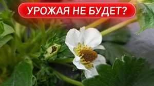 Урожая не будет? Клубника после заморозков: шокирующие последствия + план спасения