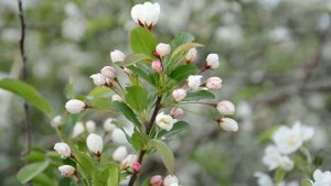 Flower Malus toringo and buds ズミの花と蕾　ウトナイ湖サンクチュアリ