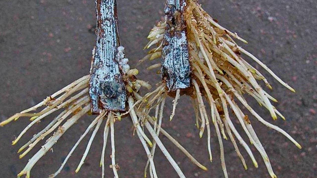 Укоренения черенков! Корни за 1 день — это реально! смотреть онлайн