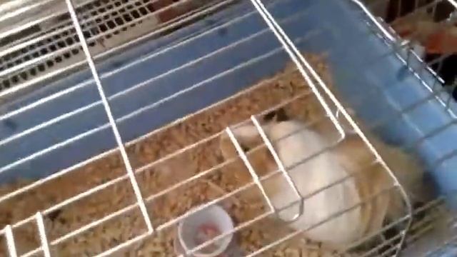 Каралевска морская свинка и ахринефший кот смотреть онлайн