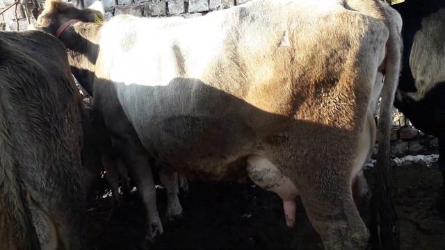 СОКУЛУК МАЛ БАЗАР 18 ДЕКАБРЬ 2019. ЕВРО ПОРОДА УЙЛАР😍😍 смотреть онлайн