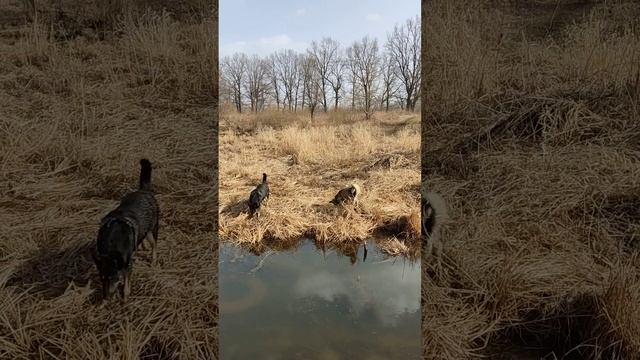 Ловись мышка большая и ещё больше 😂 смотреть онлайн