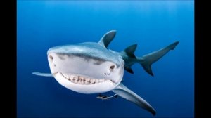 АКУЛА🦈 ТУРАЛЫ ҚЫЗЫҚТЫ МӘЛІМЕТТЕР!