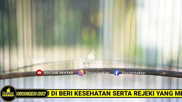TERAPI MENAIKKAN EMOSI KONIN AGAR KOLIBRI NINJA CEPAT GACOR NEMBAK MATERI