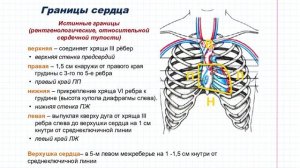 21 Границы сердца