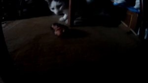 Я тигр, а не кот
