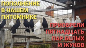 🔥🤯🔥 Новые голуби в нашем питомнике. Купили пятнадцать пар белых  и жуков.