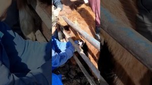 Кастрация бычков