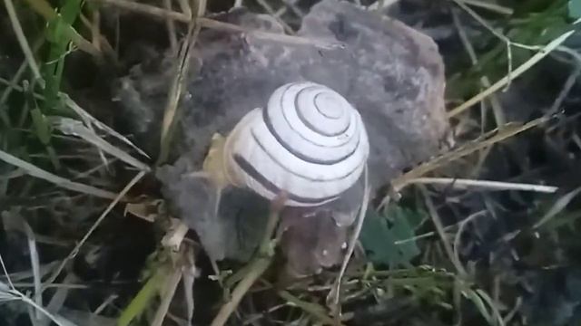 Улитка🐌 диско смотреть онлайн