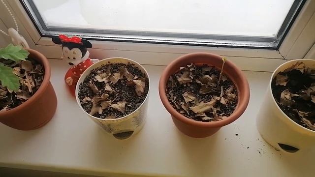 Выращивание Дубов! Пасека "Наш Мёд"! смотреть онлайн